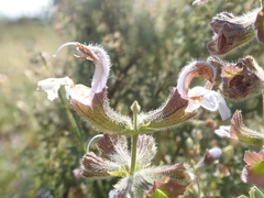 Salvia africana