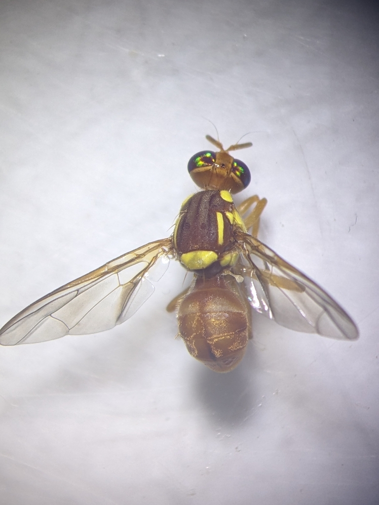 Bactrocera aeroginosa