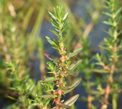 Rotala rosea iNat (1)