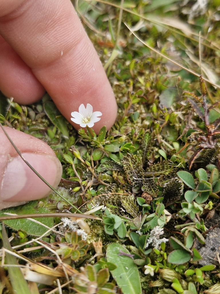 Epilobium hectorii (Epilobium hectorii)