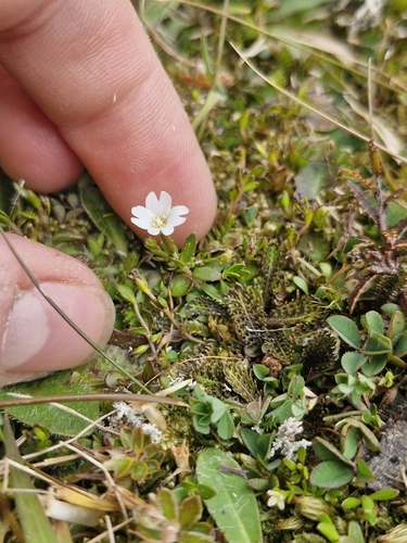 Epilobium hectorii (Epilobium hectorii)