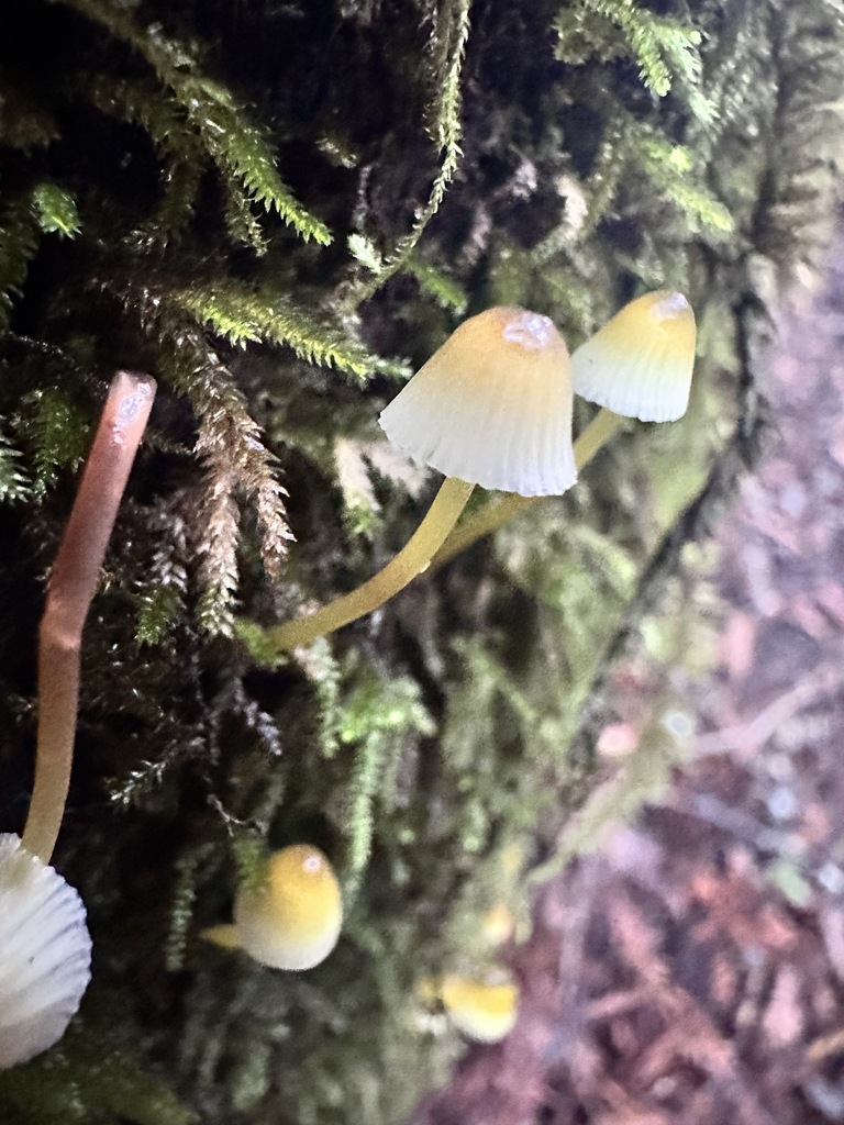 Mycena epipterygia · November 2025 · photo: © katrinamccollough (iNaturalist, cc0)