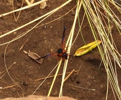 Hypodynerus chiliensis