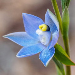 Thelymitra bracteata