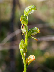 Pterostylis melagramma