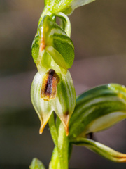 Pterostylis melagramma