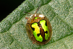 Coptocycla fastidiosa