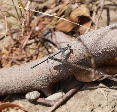 Austroargiolestes icteromelas