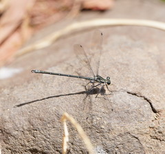 Austroargiolestes icteromelas
