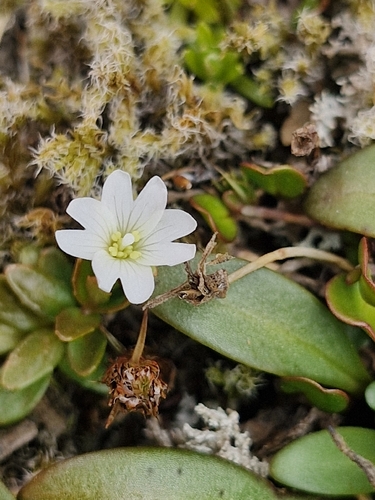Epilobium hectorii (Epilobium hectorii)