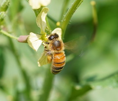 Apis mellifera