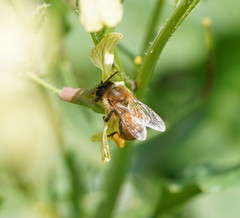 Apis mellifera