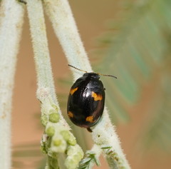 Peltoschema tetraspilotum
