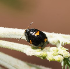 Peltoschema tetraspilotum