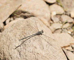 Austroargiolestes icteromelas