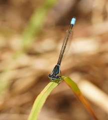 Ischnura heterosticta