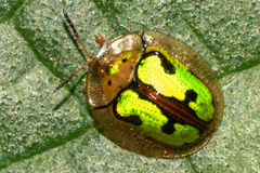 Coptocycla fastidiosa