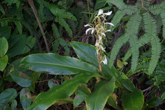 Hedychium cylindricum