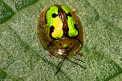 Coptocycla fastidiosa
