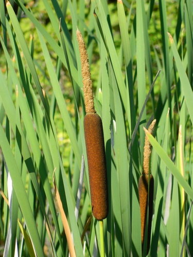 Typha latifolia