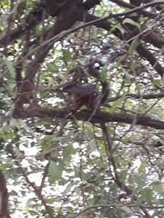 Sciurus aureogaster