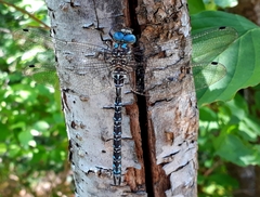 Caliaeschna microstigma