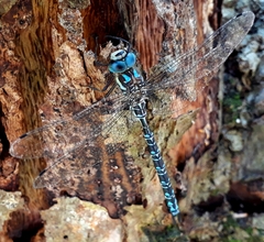 Caliaeschna microstigma