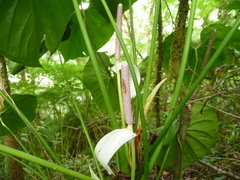 Anthurium huixtlense