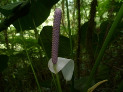 Anthurium huixtlense