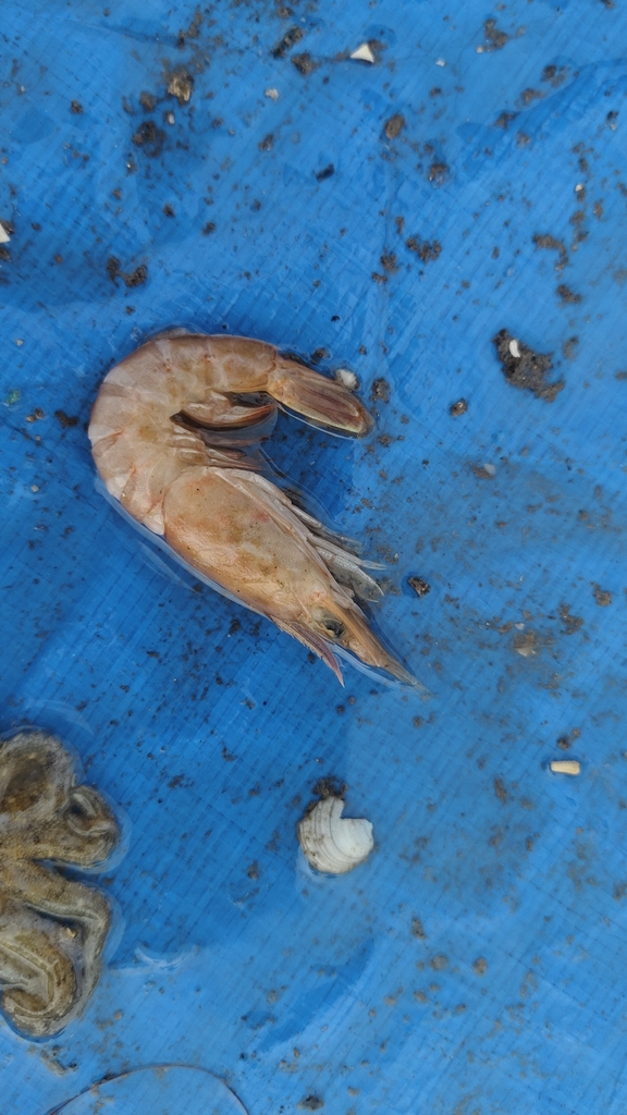Southern rough shrimp from Qingdao, CN-SD, CN on November 20, 2025 at ...