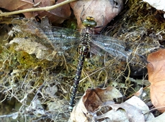 Caliaeschna microstigma
