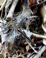 Caliaeschna microstigma