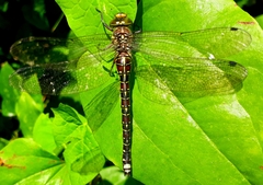 Caliaeschna microstigma