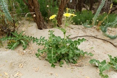 Sonchus megalocarpus