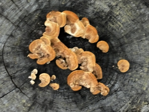 Fomitopsis dickinsii