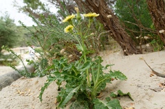 Sonchus megalocarpus