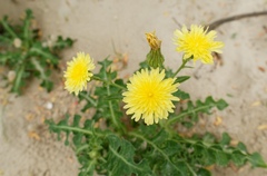 Sonchus megalocarpus