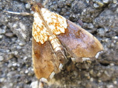 Agrotera nemoralis