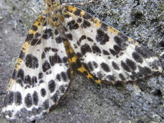 Arichanna melanaria
