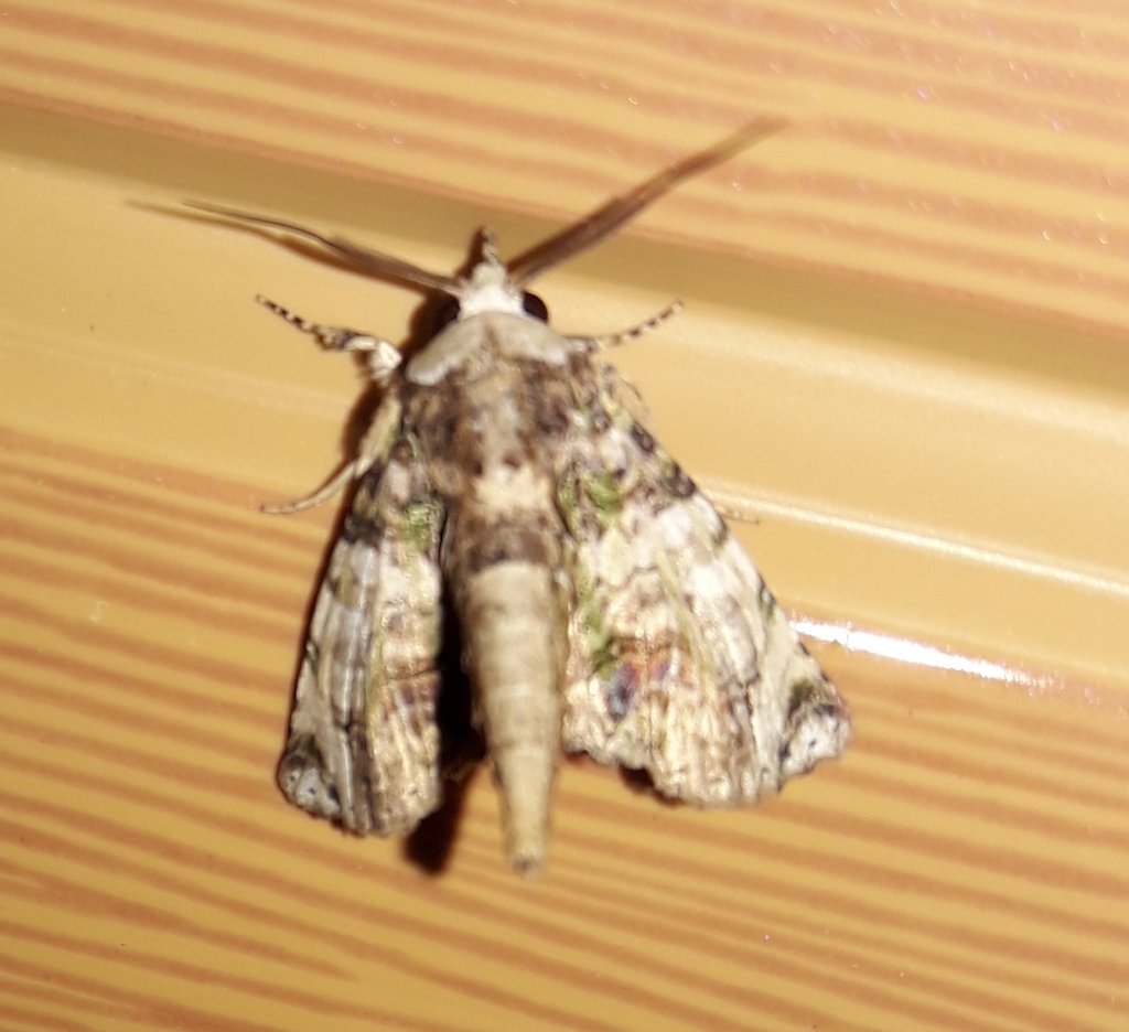 Paectes canofusa
