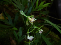 Epidendrum veroscriptum