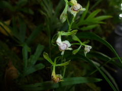 Epidendrum veroscriptum