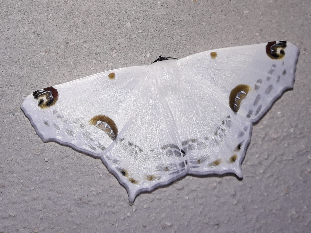 Sericoptera mahometaria