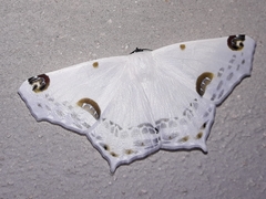 Sericoptera mahometaria image
