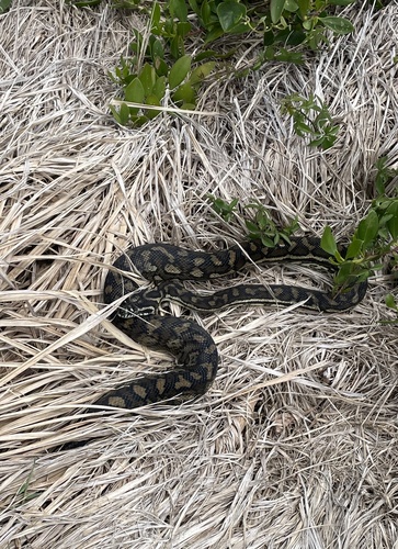 Coastal Carpet Python sighting