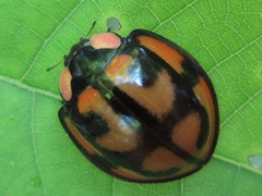 Aiolocaria hexaspilota