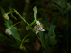 Epidendrum veroscriptum