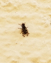 Ceroxys hortulana