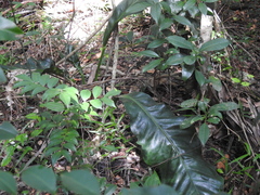 Anthurium schlechtendalii