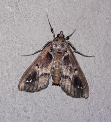 Diaphania costaricalis